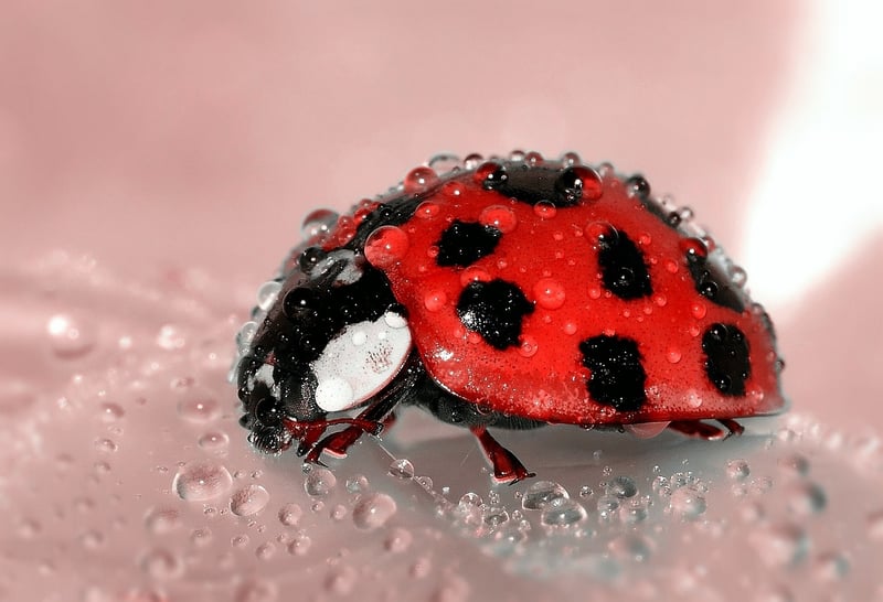 Ladybug