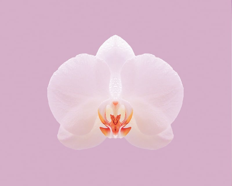 Orchids