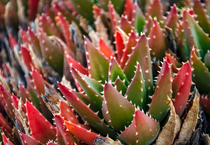 Succulent Plant