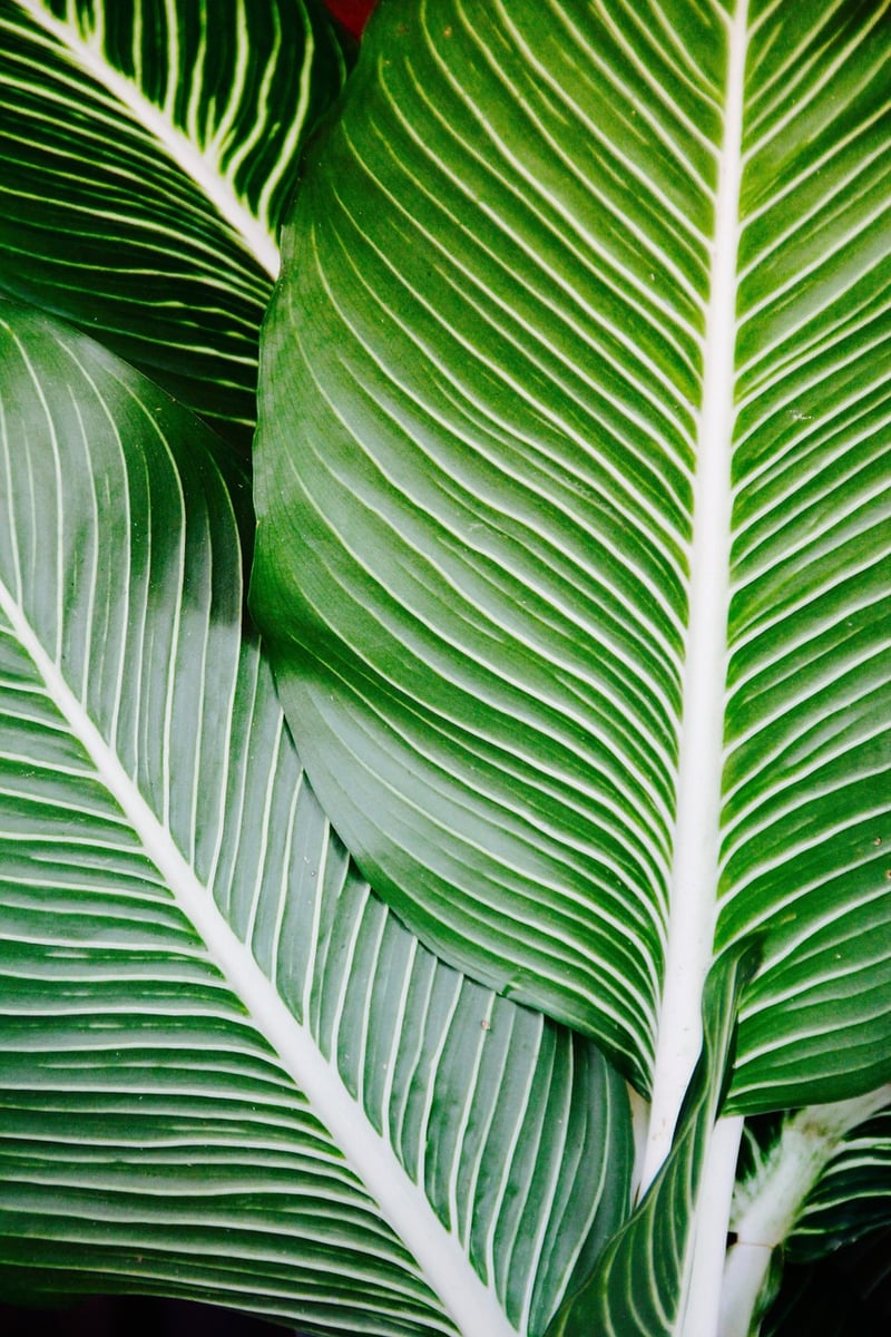 Tropical Leaves